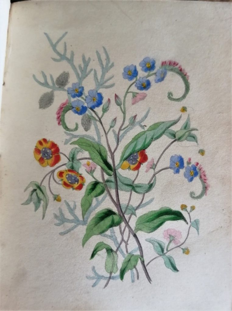 Plate from the second edition of Robert Tyas, The Sentiment of flowers; or, Language of flora, featuring pimpernel and forget-me-not flowers.