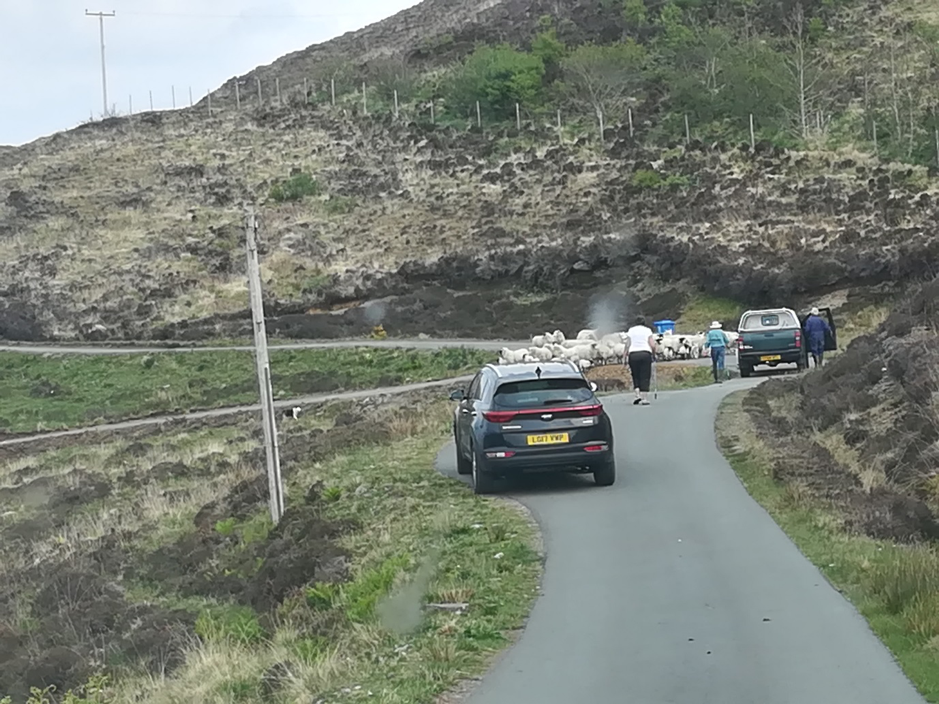 Cars wait on a road on Skye while Sheep are being moved