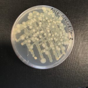 nile-croc-bacteria-in-dish