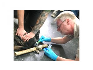 Professor Ward sampling a Nile Crocodile