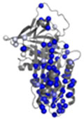 Binding of the Antitrypsin protein (grey ribbon representation) to a prototype drug molecule can be followed by NMR looking at changes seen when the interaction occurs around the structure at many individual points (spheres). In this case the colour coding shows many areas that change a lot (blue), whilst a few areas are stable (white)