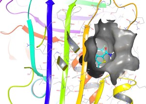 Example of a compound (cyan) successfully binding one of the target sites (surface features shown in grey) in Alpha-1 Antitrypsin (molecular structure shown as coloured ribbons) in computer simulation. 